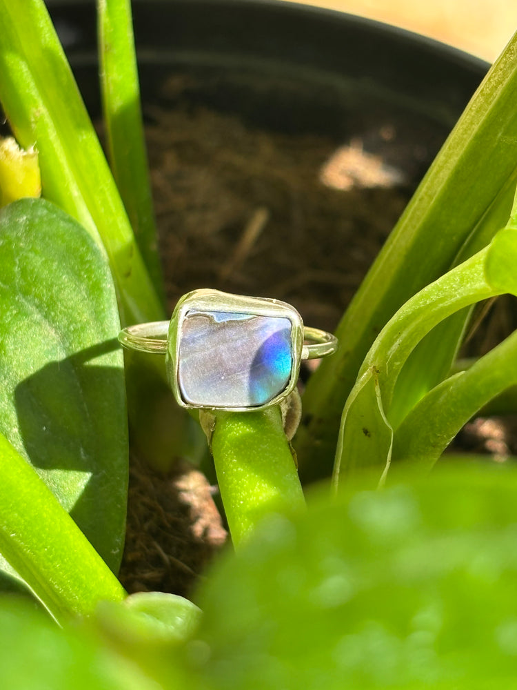 Abalone ring